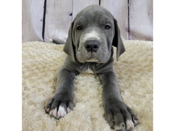 Great Dane/Neapolitan Mastiff-DOG-Male-Blue-3394-Petland Hilliard, Ohio