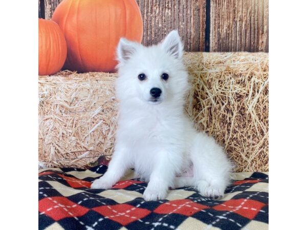 American Eskimo Dog-DOG-Male-White-3395-Petland Hilliard, Ohio