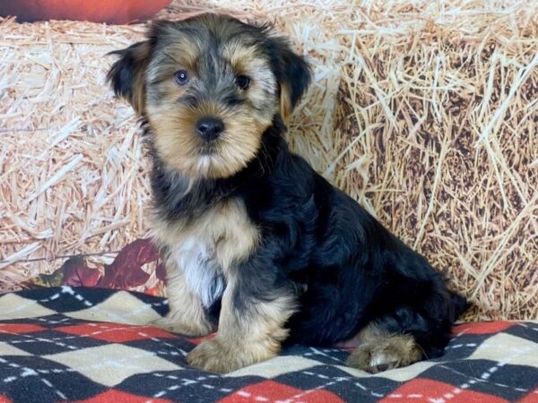 Yorkshire Terrier-DOG-Male-Black / Tan-3406-Petland Hilliard, Ohio