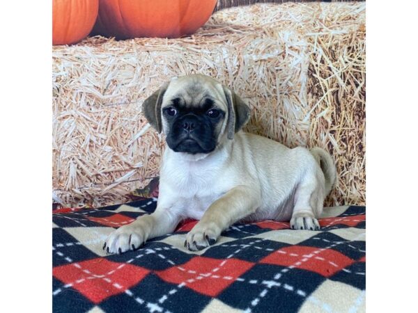 Puggle-DOG-Male-Fawn-3409-Petland Hilliard, Ohio