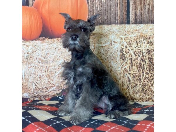 Miniature Schnauzer DOG Female Black / Silver 3410 Petland Hilliard, Ohio