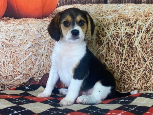 Beagle-DOG-Male-Black Tan / White-3411-Petland Hilliard, Ohio