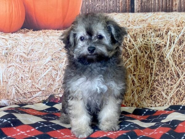 Havapoo-DOG-Male-Blue Merle-3414-Petland Hilliard, Ohio