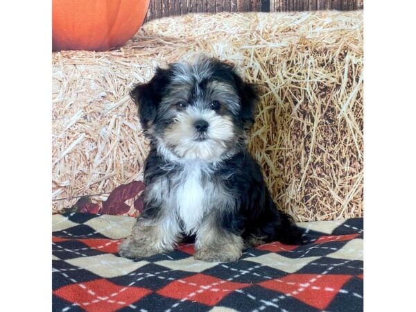 Morkie-DOG-Male-Black White / Tan-3415-Petland Hilliard, Ohio