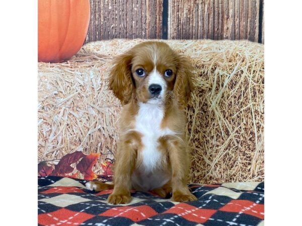 Cavalier King Charles Spaniel, male, ruby stock photo