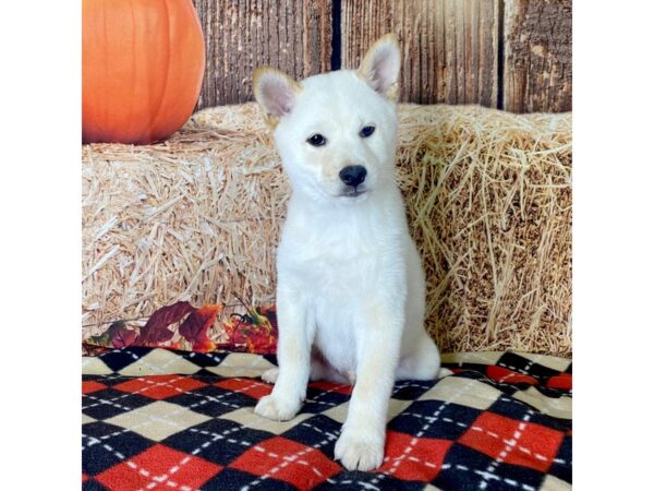 Shiba Inu-DOG-Male-Cream-3418-Petland Hilliard, Ohio