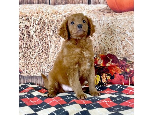 Goldendoodle Mini-DOG-Male-Apricot-3419-Petland Hilliard, Ohio