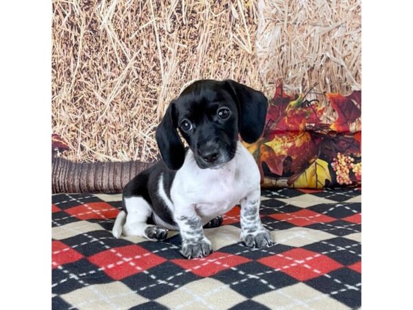 Dachshund Puppy Black/Tan Dapple ID:16816 Located at Petland