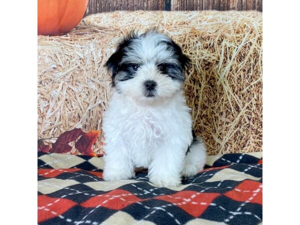 Yorkiepoo DOG Male Black / White 3421 Petland Hilliard, Ohio