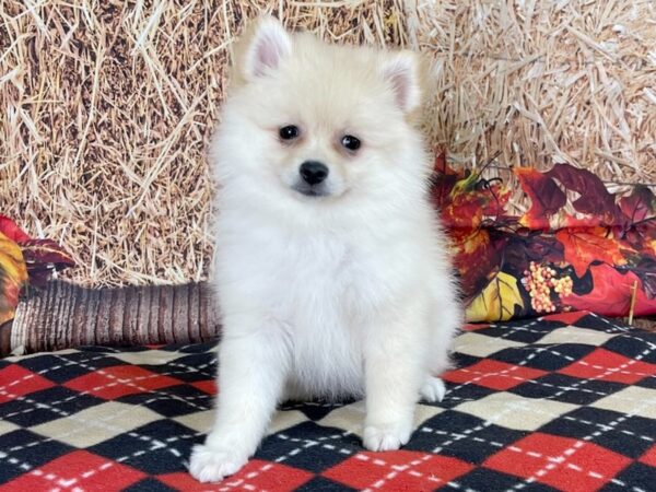 Pomeranian-DOG-Female-Cream-3423-Petland Hilliard, Ohio