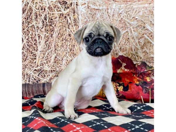 Pug DOG Male Fawn 3424 Petland Hilliard, Ohio