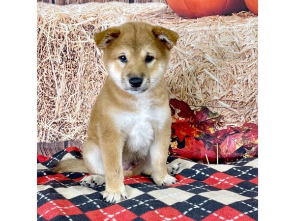 Shiba Inu-DOG-Male-Red-3426-Petland Hilliard, Ohio