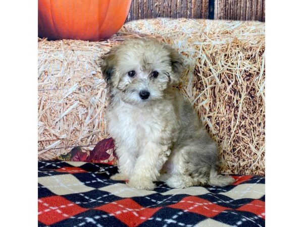 Havapoo-DOG-Female-Cream Sable-3427-Petland Hilliard, Ohio