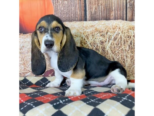 Basset Hound-DOG-Male-Black Tan / White-3429-Petland Hilliard, Ohio