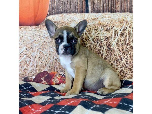 French Bulldog-DOG-Female-Red with Black Mask-3434-Petland Hilliard, Ohio