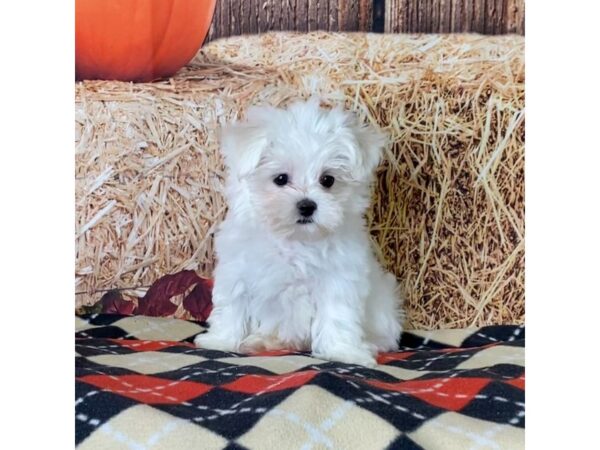 Maltese-DOG-Male-White-3435-Petland Hilliard, Ohio