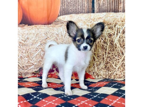 Papillon-DOG-Female-Sable / White-3438-Petland Hilliard, Ohio