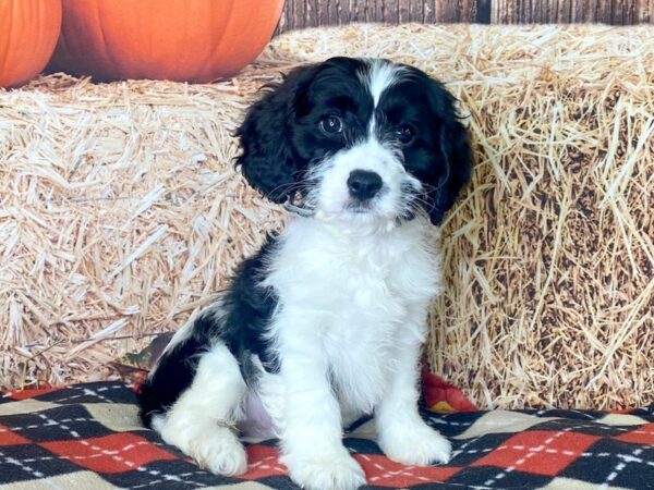 Cavachon DOG Male 3439 Petland Hilliard, Ohio