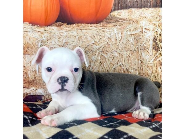 Frenchton-DOG-Male--3441-Petland Hilliard, Ohio