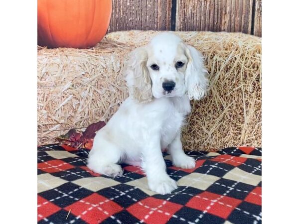 Cocker Spaniel-DOG-Male-Buff / White-3443-Petland Hilliard, Ohio