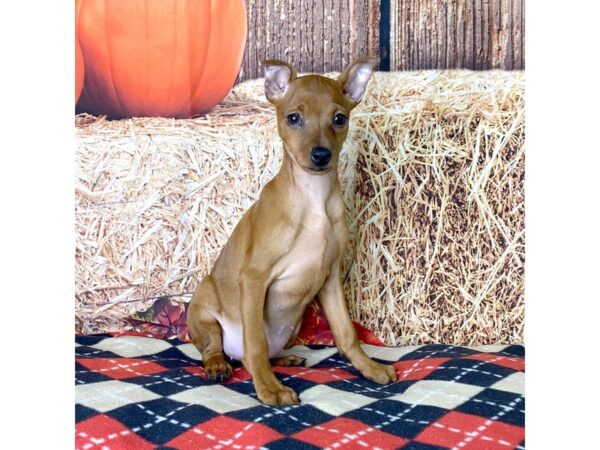 Miniature Pinscher-DOG-Female-Red-3444-Petland Hilliard, Ohio