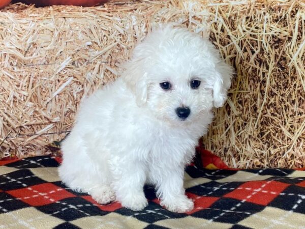 Bichon Frise-DOG-Female-White-3445-Petland Hilliard, Ohio