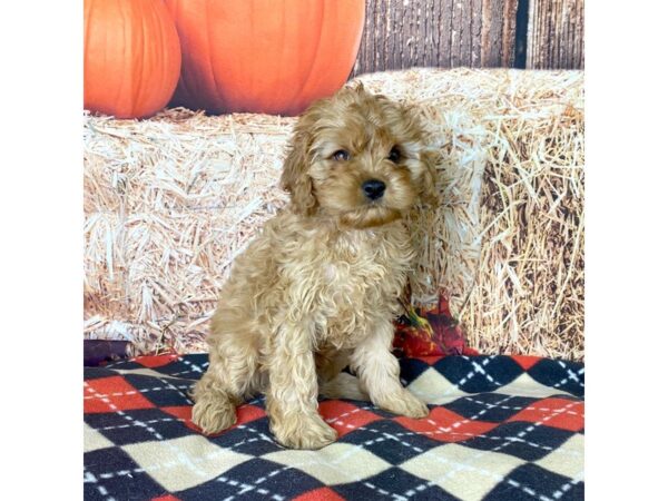 Cavapoo-DOG-Male-Red-3447-Petland Hilliard, Ohio