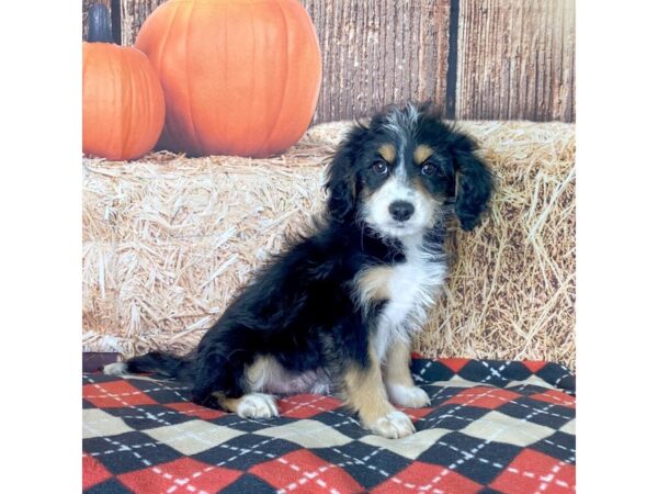 Mini Aussiedoodle-DOG-Female-Black Tan / White-3448-Petland Hilliard, Ohio