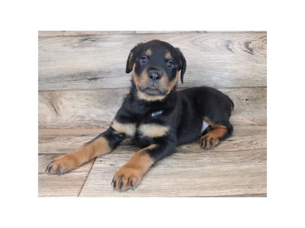 Rottweiler-DOG-Female-Black / Mahogany-3458-Petland Hilliard, Ohio