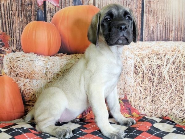 Mastiff DOG Female Fawn / Blk 3442 Petland Hilliard, Ohio