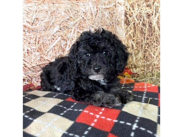 Bichonpoo-DOG-Female-Black-3456-Petland Hilliard, Ohio