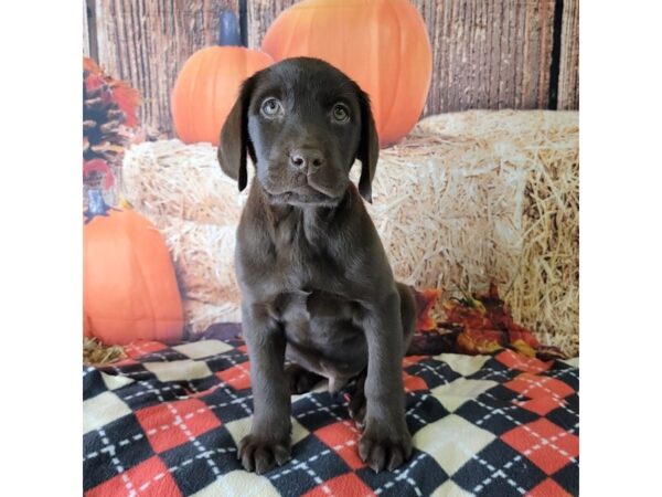 Labrador Retriever-DOG-Male-Chocolate-3460-Petland Hilliard, Ohio