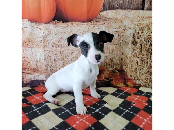 Jack Russell Terrier-DOG-Female-White-3455-Petland Hilliard, Ohio