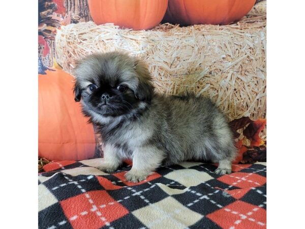 Pekingese DOG Male Cream Sable 3451 Petland Hilliard, Ohio