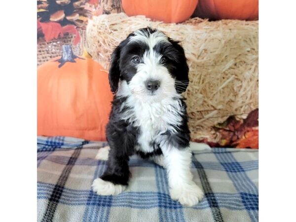 Sheepadoodle Mini-DOG-Female-Black / White-3465-Petland Hilliard, Ohio