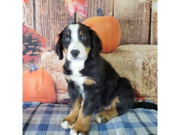 Bernese Mountain Dog-DOG-Male--3464-Petland Hilliard, Ohio