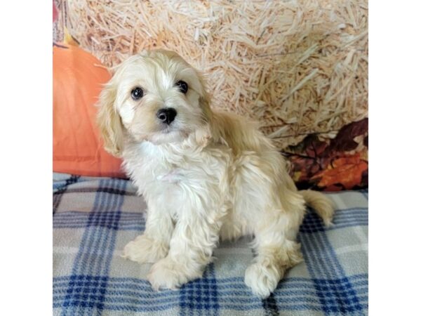 Cava Chon-DOG-Male-RED WHITE-3463-Petland Hilliard, Ohio