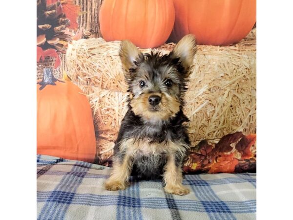 Silky Terrier DOG Male Black / Tan 3453 Petland Hilliard, Ohio