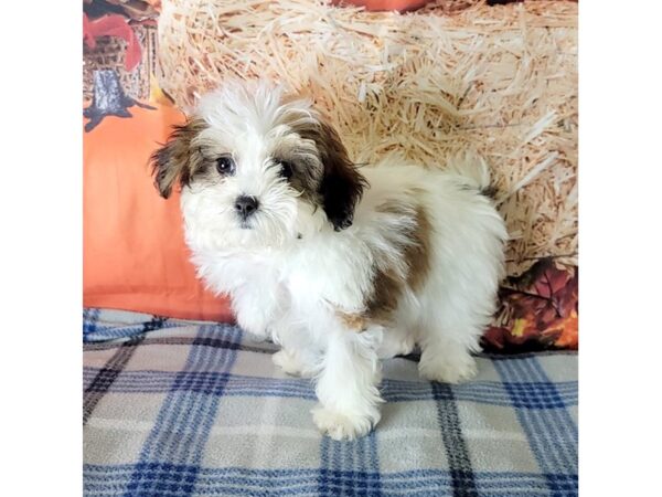 Malshi-DOG-Female-Gold / White-3452-Petland Hilliard, Ohio