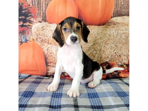 Beagle-DOG-Male-Black White / Tan-3469-Petland Hilliard, Ohio