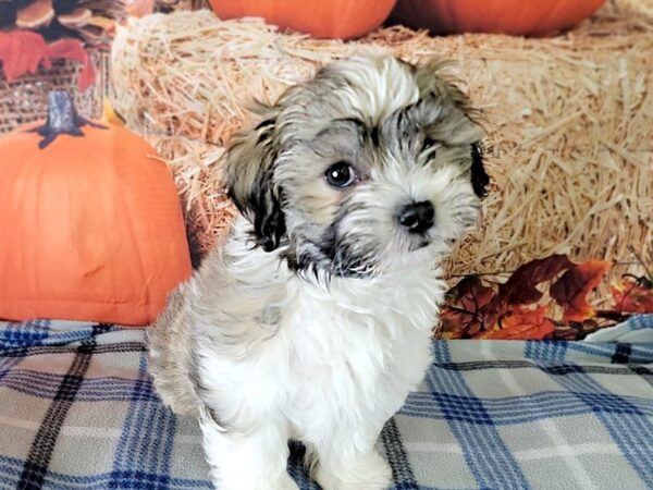 Teddy Bear DOG Male Sable 3467 Petland Hilliard, Ohio