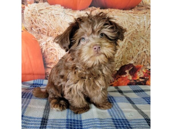 Havapoo-DOG-Male-Chocolate-3471-Petland Hilliard, Ohio