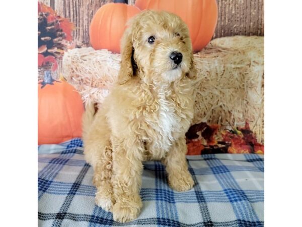 F1B Mini Goldendoodle-DOG-Female-Gold-3472-Petland Hilliard, Ohio