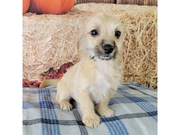 Dachshund/Poodle-DOG-Male-Cream-3473-Petland Hilliard, Ohio