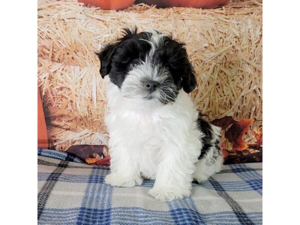 Morkie-DOG-Male-Black / White-3474-Petland Hilliard, Ohio