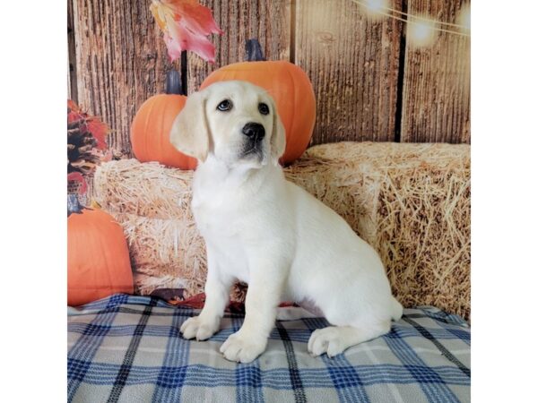 Labrador Retriever-DOG-Female-Yellow-3475-Petland Hilliard, Ohio