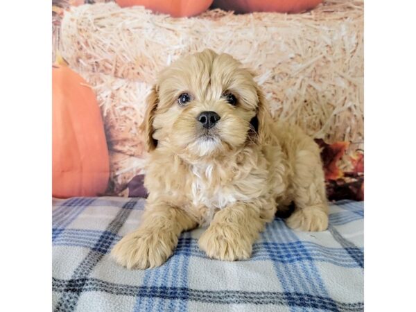 Cavapoo-DOG-Male-Apricot-3487-Petland Hilliard, Ohio