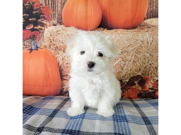 Maltese-DOG-Male-White-3486-Petland Hilliard, Ohio