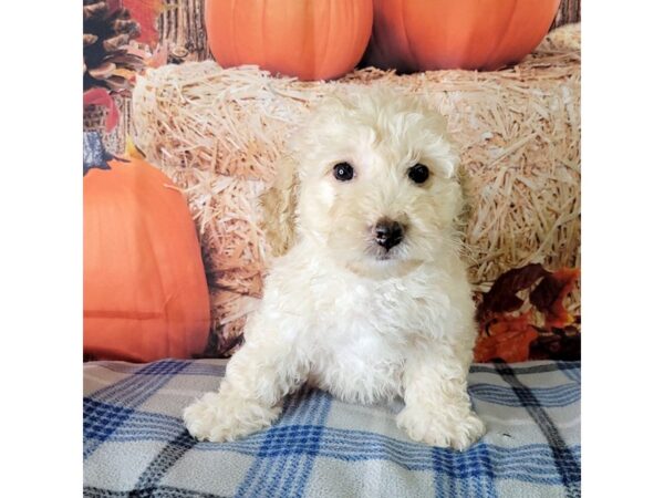 Poodle/Bichon Frise-DOG-Male-Apricot-3482-Petland Hilliard, Ohio