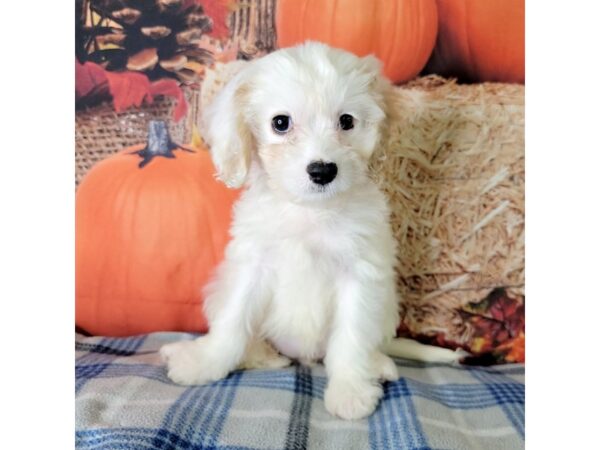 Cava Chon-DOG-Female-BLENHIEM-3481-Petland Hilliard, Ohio